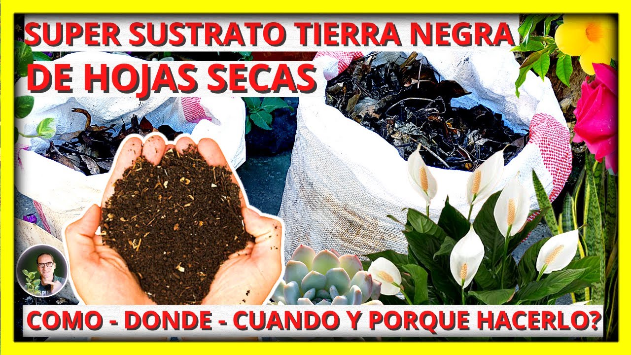 DONDE y COMO hacer la Tierra negra de HOJAS SECAS para un sustrato Increíble | Gio de la Rosa