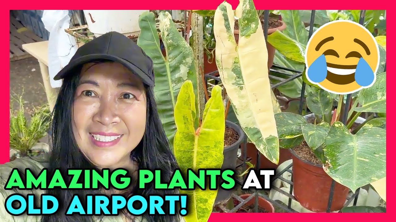 Amazing Plants at the Old Airport Making Us Crazy