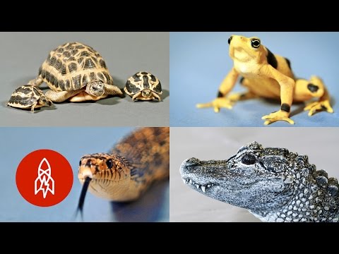 The Very Raddest Reptiles And Amphibians The Very Raddest Reptiles And Amphibians
