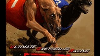 Buy 3D Greyhound Races Multiplayer - powered by CasinoWebScripts.com screenshot 4