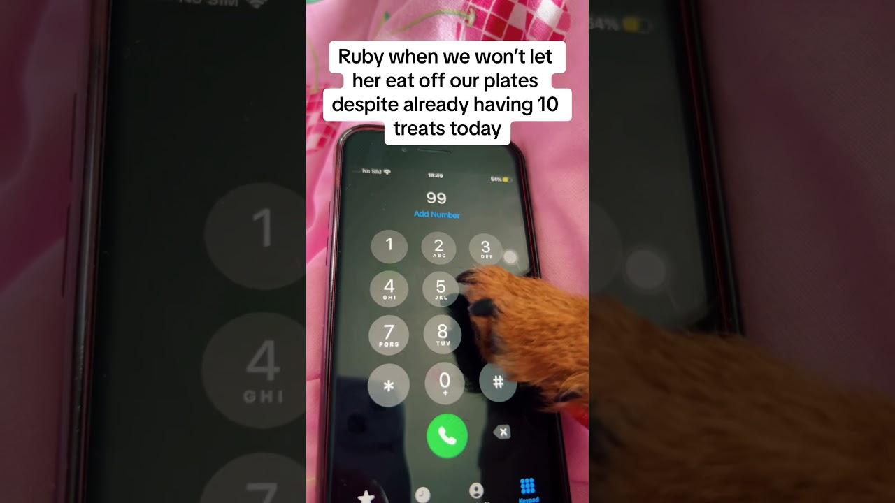 The worlds most spoilt dog i swear #fyp #trending #foryoupage #ruby #dog #dogsofyoutube