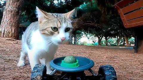 Amazing reaction of homeless cats to catnip ball