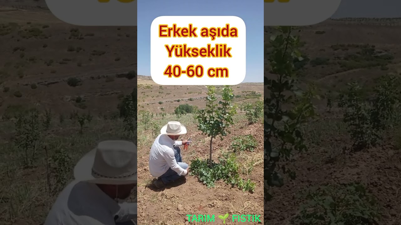 Detaylı Siirt Antep fıstığı göz aşısı uygulaması. Pistachio eye vaccine explanation .#gözaşısı