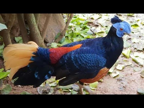 Ayam Hias Sempidan Biru Borneo Fireback Pheasant Youtube