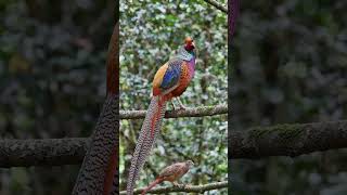 Hybrid Golden Pheasant x Lady Amherst Pheasant