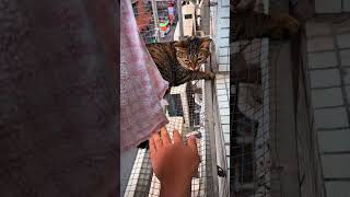 Cat's Reaction to Being Disturbed Is Hilarious! 😂