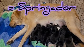 Labrador retriever cross with English springer spaniel. 8 Springador puppies