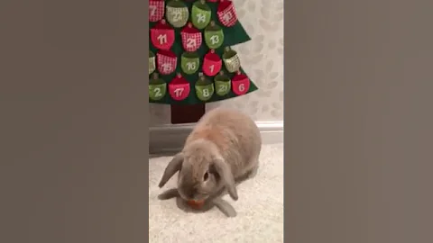 Cute Fluffy bunnies playing advent calendar merry ...
