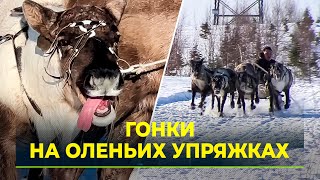 В Приуральском районе оленеводы провели пробные заезды на оленьих упряжках