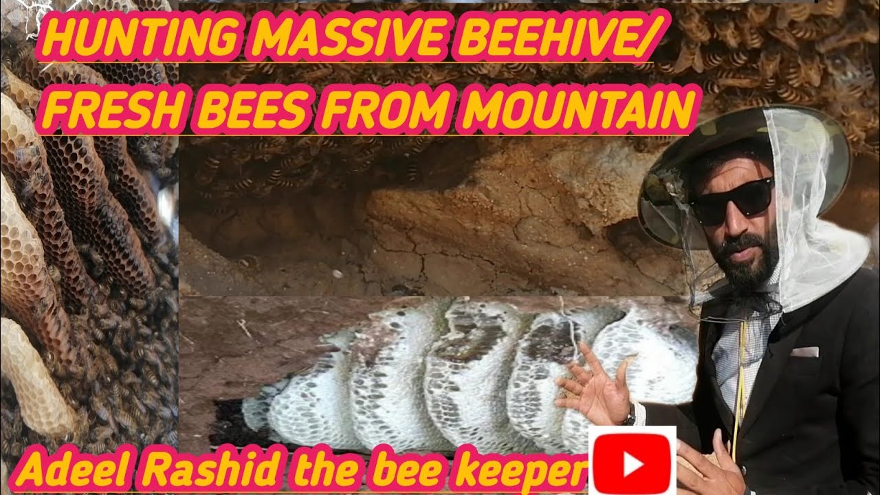 HUNTING MASSIVE HIVE/FRESH WILD BEES FROM MOUNTAINS IN KASHMIR/WILD HONEYBEES /APISCERANA