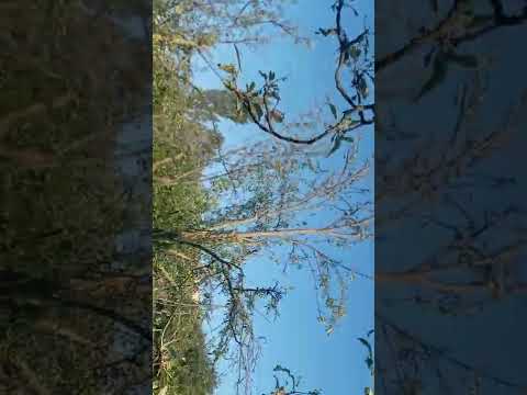 فراخ الحسون مقنين في الطبيعة