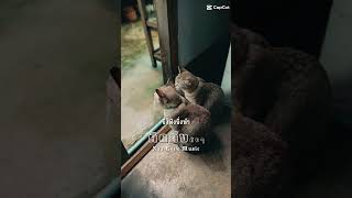 ☺️🐺🐯🦁#สามแมว #threecats #cat #แมวจร #straycat