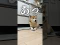 キッチンの覇権を争う柴犬こむぎ