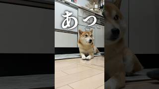 キッチンの覇権を争う柴犬こむぎ