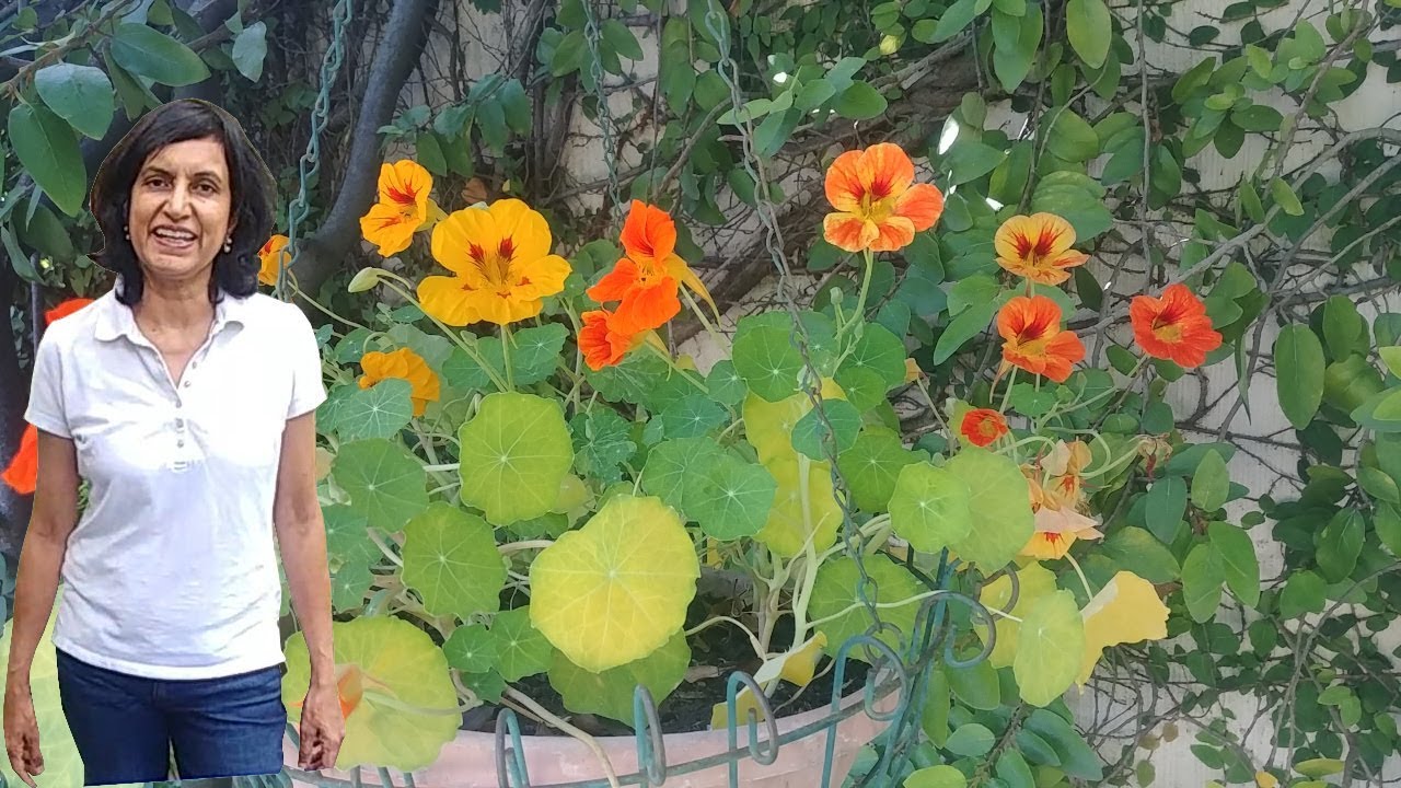 Growing nasturtium flowers with actual results - YouTube