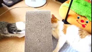 Allantran0, Cat Play With Nail Sharpening, Ohagi Vs Ami