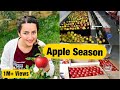 Apple Grading Packing || Apple Plucking || Apple Orchard || Harvesting || Himachal Pradesh