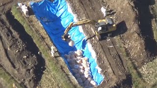 宮崎の養鶏場で鳥インフル   日向市、4万羽殺処分