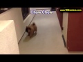 Chow Chow, Puppies For Sale, In, Bellevue, Washington, WA, Yakima, Kitsap, Thurston, Clark, Spokane, Chow Chow, Puppies For Sale, In, Bellevue, Washington, WA, Yakima, Kitsap, Thurston, Clark, Spokane,