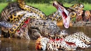 Hunter Becomes Hunted_ Crocodile Suddenly Becomes Prey While Hunting Leopard_Crocodile Vs Python