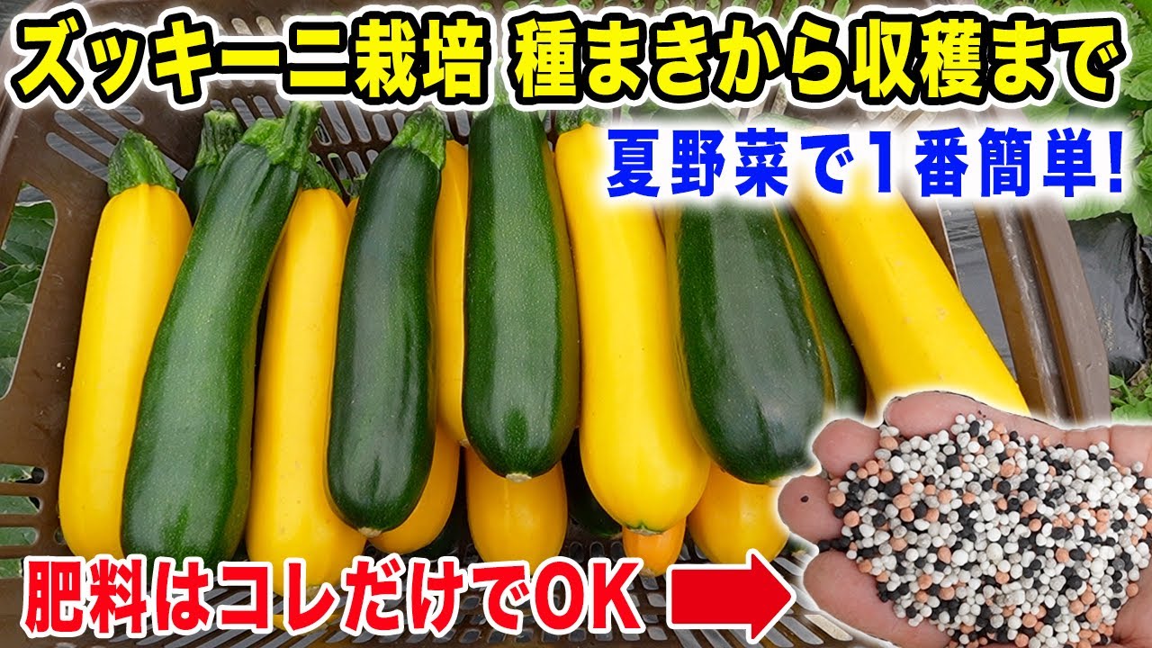 【知らなきゃ損！】ある肥料を入れたら爆なりしました ズッキーニ・トマト栽培で使える神肥料