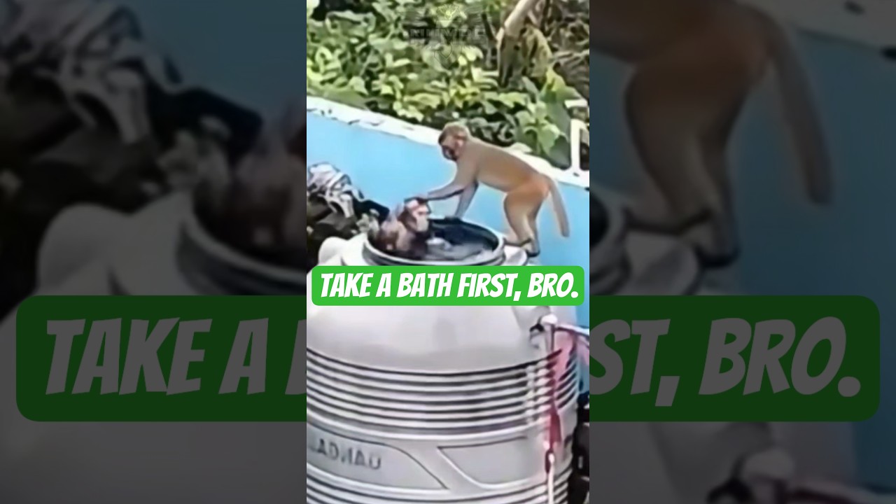 MONKEY BULLIES HIS FRIEND TO TAKE A BATH?! 😂🚿 | HILARIOUS ROOFTOP DRAMA 