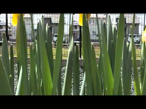 ２０１１年春　水仙の花　【３Ｄ】