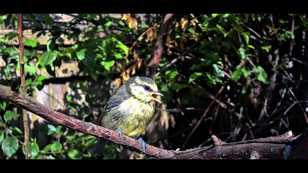 Fledgling blue tit & parent.