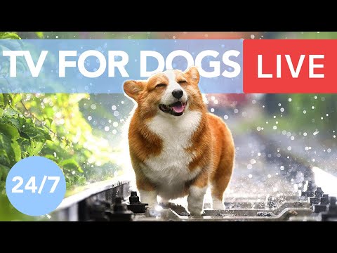 tv-for-dogs!-chill-your-dog-out-with-this-24/7-tv-and-music-playlist!