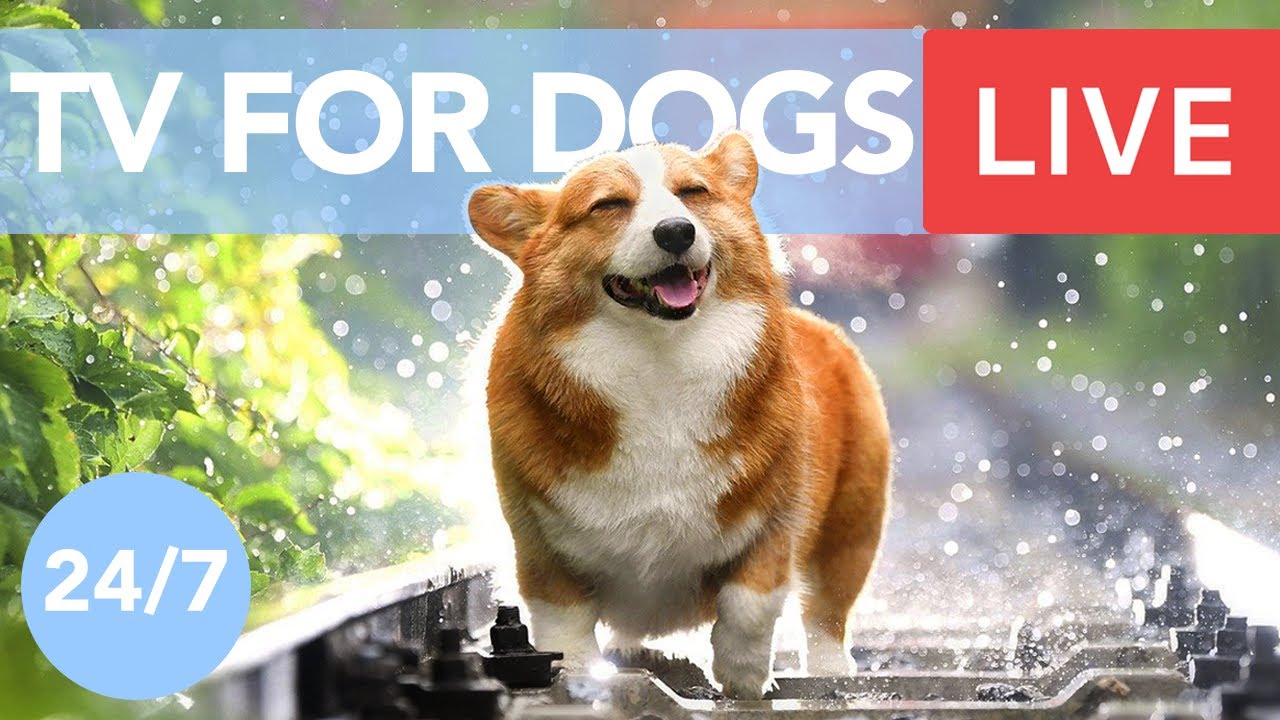 2019 best dog food brands