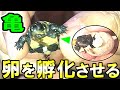 亀の卵を孵化させる方法&2020年庭池の亀の孵化状況を報告します!【2020#023】