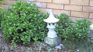 Spacing out your Jade Plant
Another crassula video.
Be aware of how much space you allocate to your plants. Theyve taken over my garden and front yard :P
Thanks for stoppin by Spacing out your Jade Plant