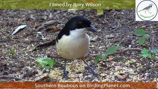 Male and Female Southern Boubou foraging for seeds - Birding Planet