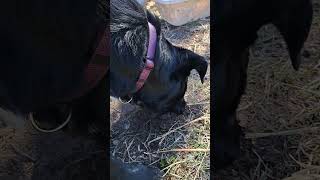 Inquisitive Dog #dog #duck #farm #animals