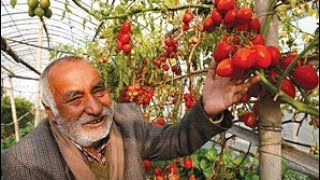 Sirjana Tomato | Tomato Farming In Nepal | गोलभेडा खेती