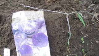 Flower Bulbs From Menards Thursday May 21st 2020