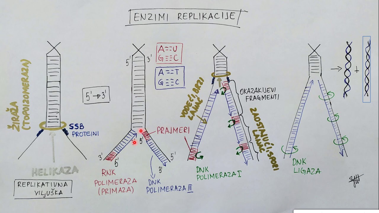 Replikacija   predavanje za srednjoskolce