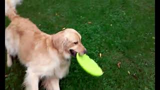 Paying with Golden Retriever Dog! Very friendly doggy! Video for cats and dogs to watch! :) by Relaxing Videos for Cats, Dogs, and People. 79 views 10 months ago 48 seconds