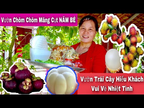 Video Vườn chôm chôm măng cụt sai trĩu quả tại Vườn trái cây... - youtube