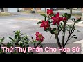 Thụ Phấn Cho Hoa Sứ ở Canada - Chắc Không Thành Công Rồi.