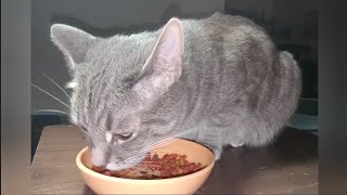 Cat Eating Chicken & Salmon Kibble