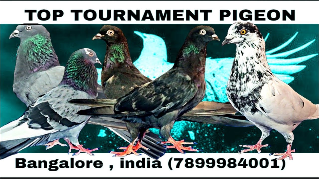 Tournament Pigeon Bangalore (July 2021) YouTube