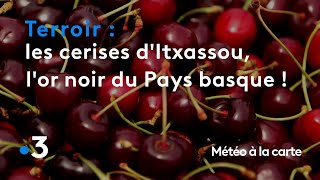Itxassou cherries, the rare black gold of the Basque Country! - Weather map
