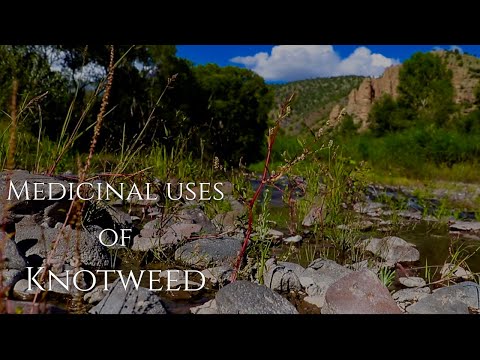 Video: Knotweed Herb - Useful Properties, Application