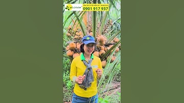 DỪA XIÊM ĐỎ MÃ LAI, SIÊU LÙN, SIÊU TRÁI