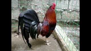 Cowan roundhead JR BELT LYG FARM