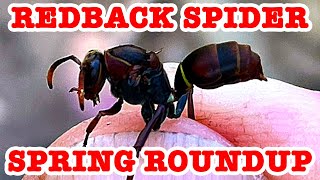 Redback Spider Roundup RIP Teddy & Wingless Wasp Spring Equinox EDUCATIONAL VIDEO