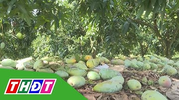 Nông dân điêu đứng vì xoài 