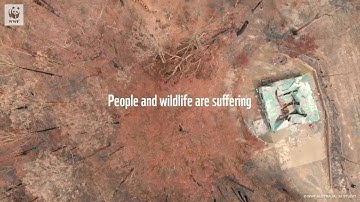 Cans For Koalas - TOMRA and WWF-Australia