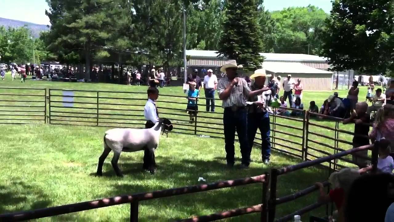 Fountain Green Lamb Days Auction 2 YouTube